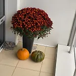 апартементи на французькому бульвару Daire